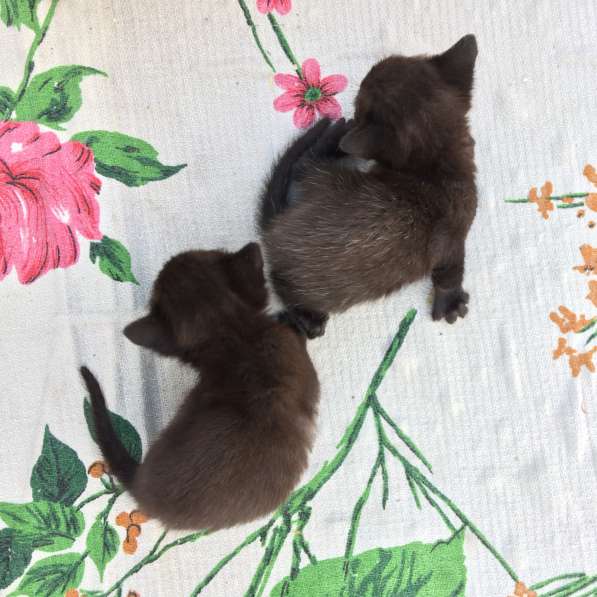 Котёнок в Егорьевске фото 5