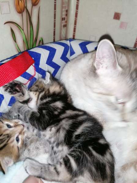 Курильчата в Саранске фото 11