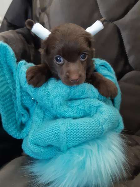 Пуховый шоколадный мальчик КХС в Москве фото 26