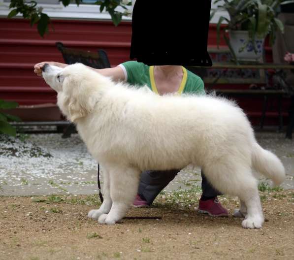 Пиренейская горная собака продаются щенки кобели чистопородн в Владивостоке