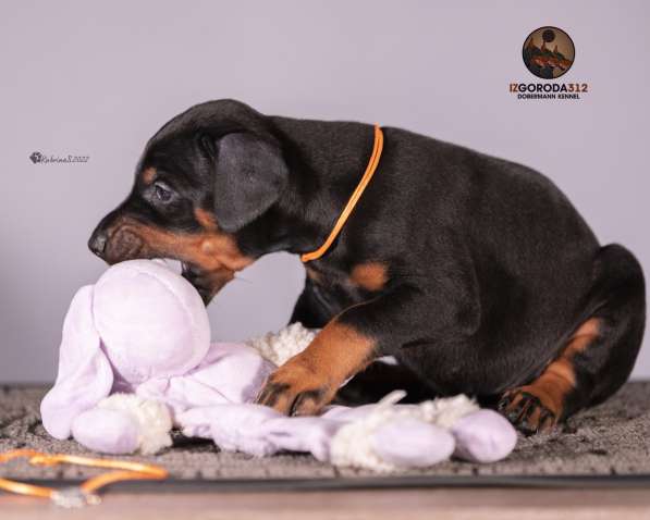 Щенки добермана Бишкек Из Города 312 в фото 4