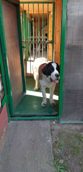 Щенки сенбернара в фото 40