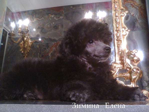 Девочка той-пуделя серебристого окраса в Москве фото 4
