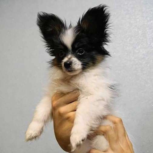 Малыш Папийон в Саратове фото 4