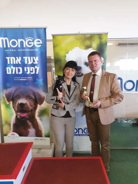 Русский Той (терьер) в Израиле купить щенка в питомнике в фото 5