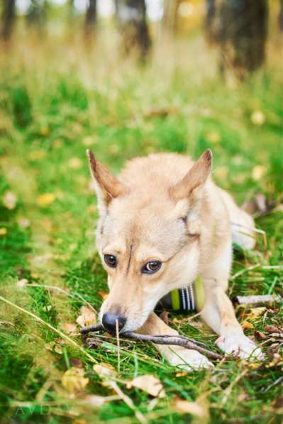 Веселая, озорная Эри ищет семью в Москве фото 8
