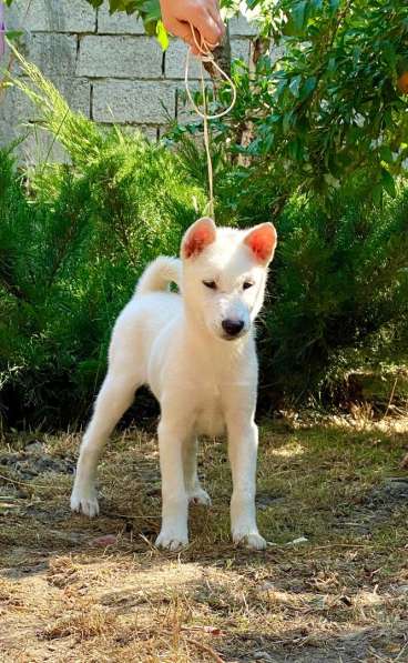 Щенки Японской собаки Кисю в Красноярске фото 10