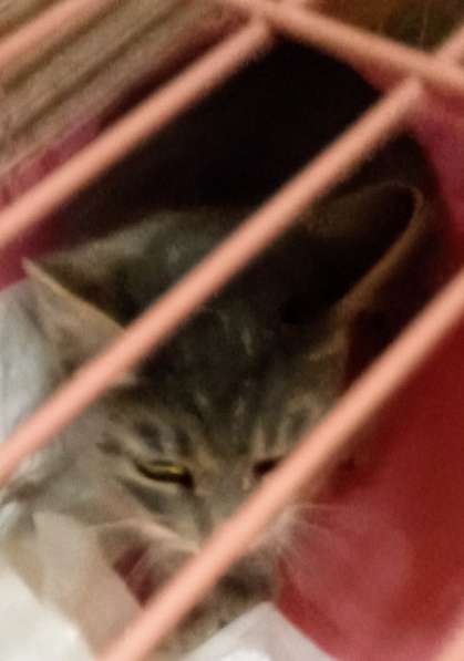 Сос! Кошечку выкинули на улицу в Москве фото 16