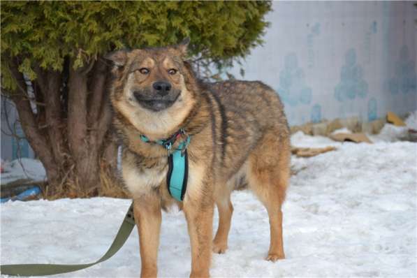 Молодая собачка Динга ищет семью в Москве фото 9