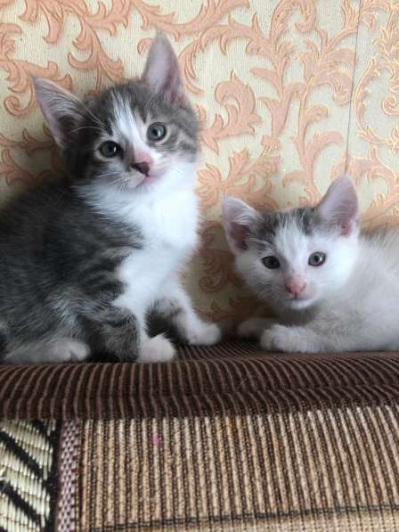 Котята в добрые руки в Москве фото 14