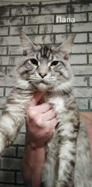 Котенок мейнкун родился 14 февраля 2021 в фото 9
