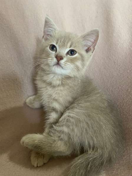 Британские Шотландские Котята в фото 21