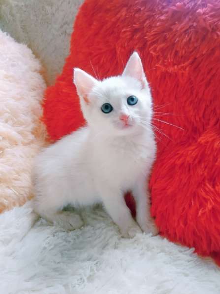 Белый котенок 1,5 месяца в Санкт-Петербурге фото 5