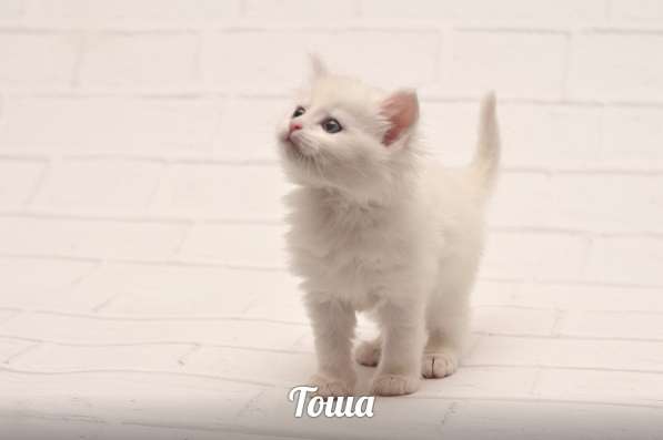 Котята турецкой ангорки в Наро-Фоминске фото 3