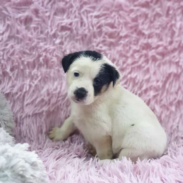 Щенок белая девочка в Краснодаре фото 6