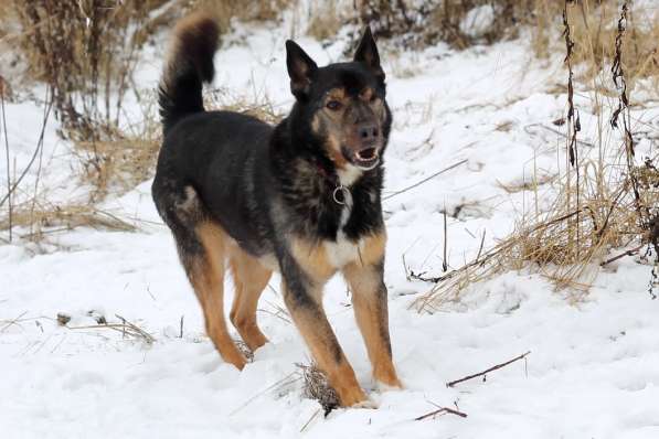 Одноглазый пес Пират! Последний шанс в Москве фото 7