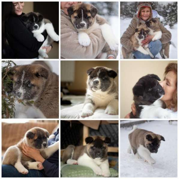 Щенки Американской акиты в Санкт-Петербурге фото 27