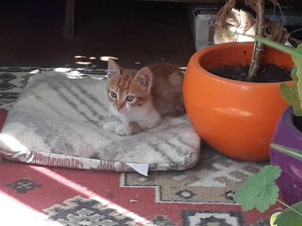 Солнечный котёнок ищет дом и добрых хозяев!