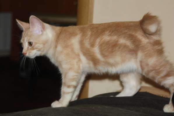 Курильский бобтейл - котята золотого окраса в Краснодаре фото 41