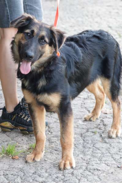 Щенок-подросток Вилли в добрые руки в Москве фото 8