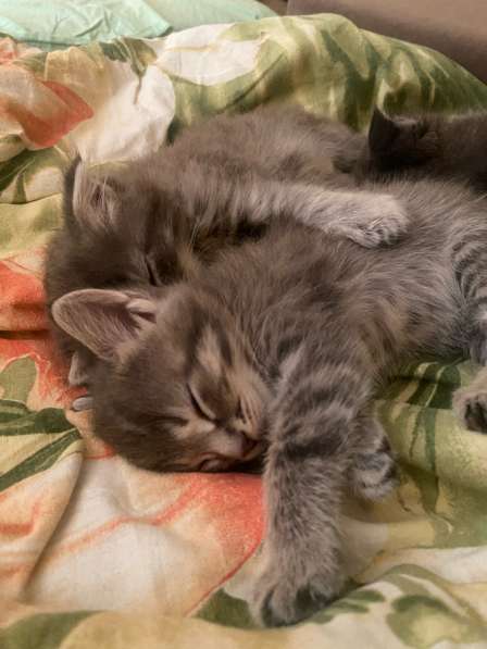 Котята в добрые руки в Волгограде