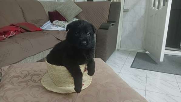 Немецкая Овчарка в Ессентуках фото 3