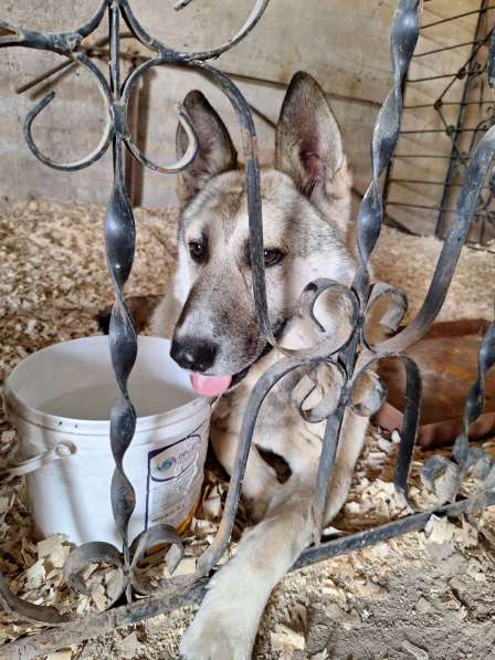 Ласковый и добрый пёс Гарри в приюте в Москве