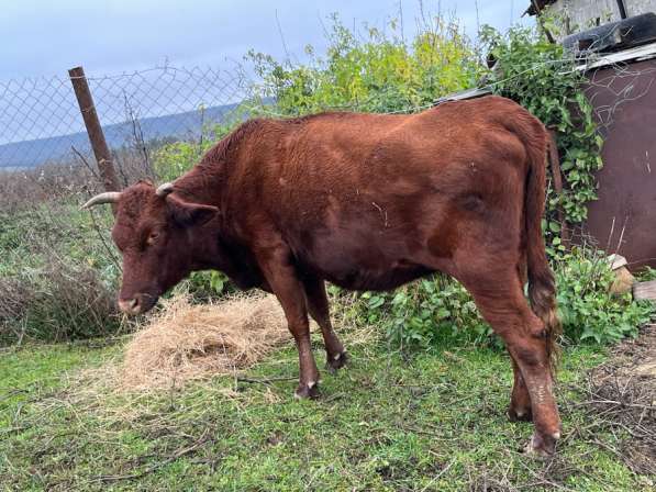 Корова в Буйнакске фото 3