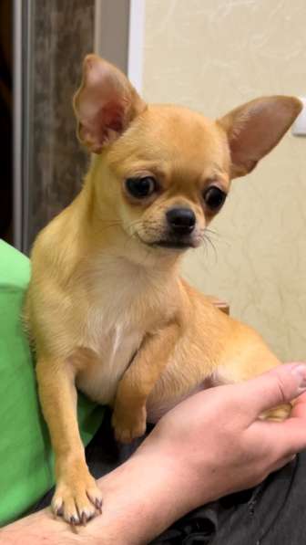 Chihuahua. Girl