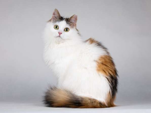 Ласковая Зая, котёнок-подросток, девочка, трёхцветка