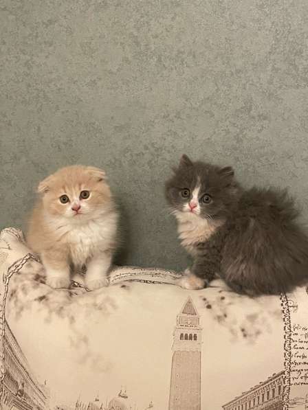Шотландские котята
