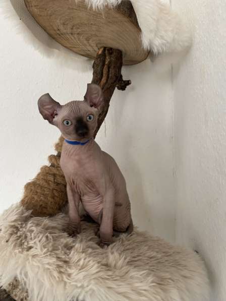 Сфинкс Эльф котята в фото 5