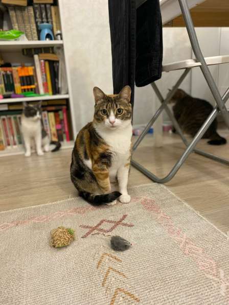 Трехцветное счастье - кошечка Мурашка ищет дом! в Москве