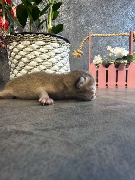 Котята, породы Британская золотая шиншила в Ставрополе фото 7