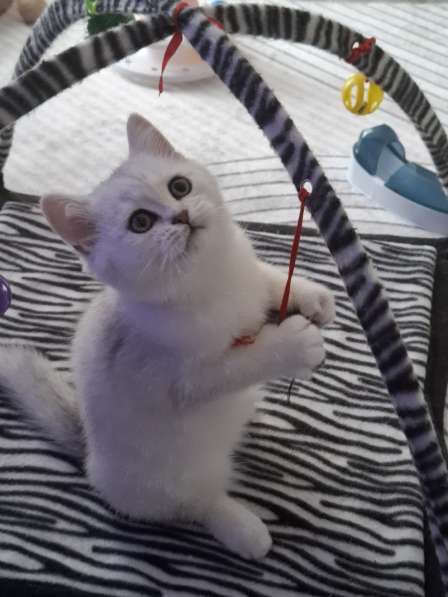 Британский короткошерстный котик в фото 12