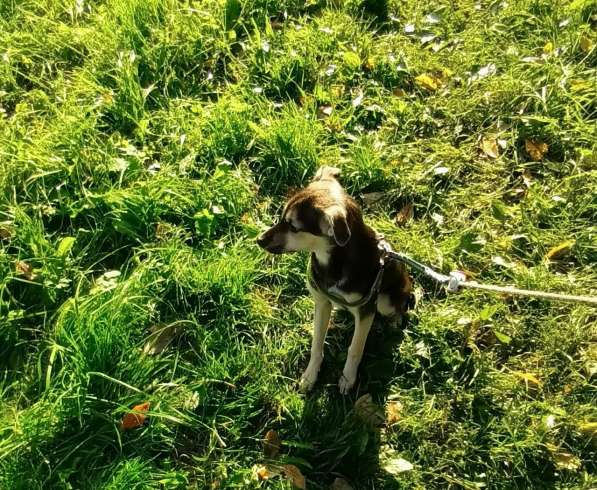 Домашний щенок от небольшой собачки в Санкт-Петербурге фото 3