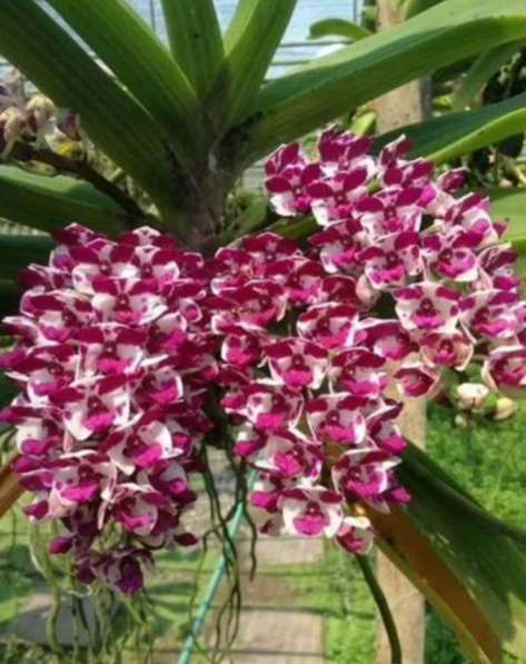 Орхидея Ванда в Челябинске фото 13