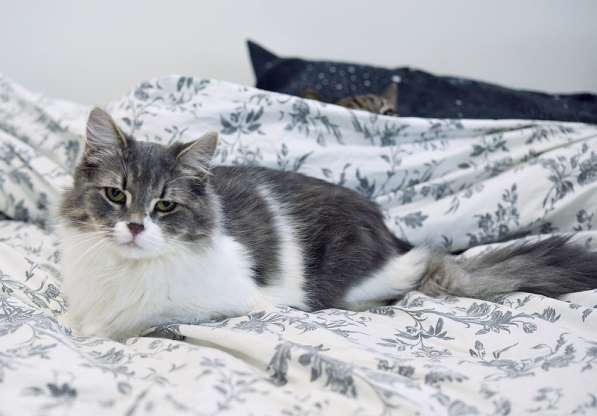 Пушистая Принцесса в дар в Москве фото 8