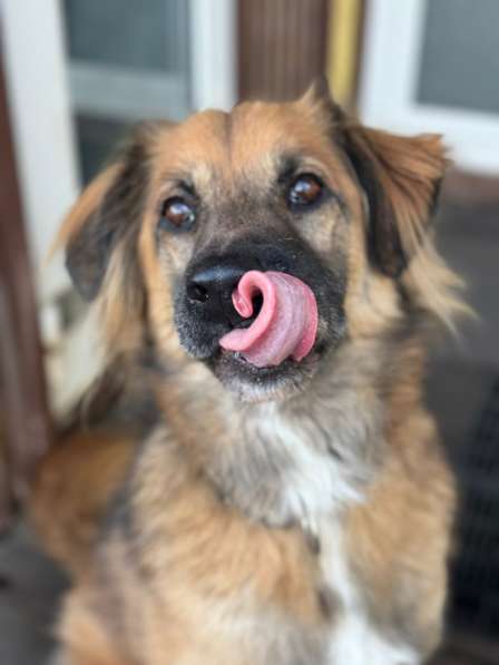 Пушистый рыжий пёс Миша в добрые руки в Москве фото 5