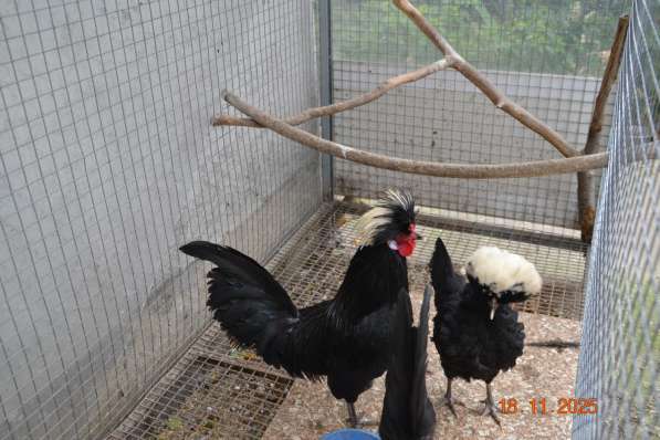 Продам породистых петушков в