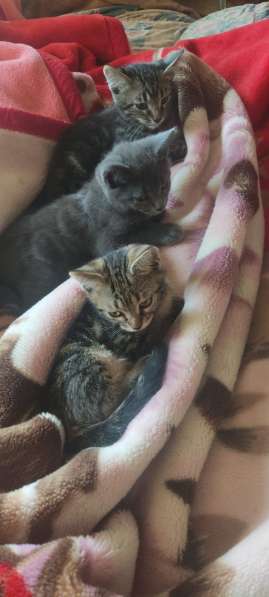 Котенок в добрые руки в фото 4