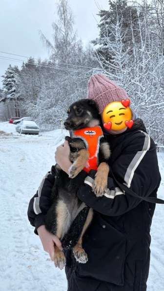 Маленькая лапочка ищет дом в Санкт-Петербурге фото 9