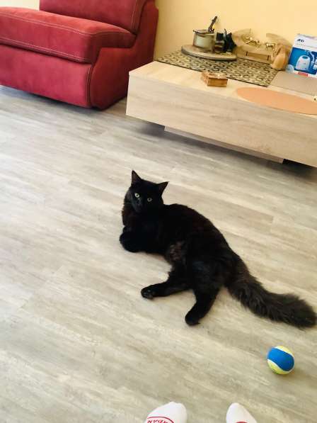 Chat noire в 