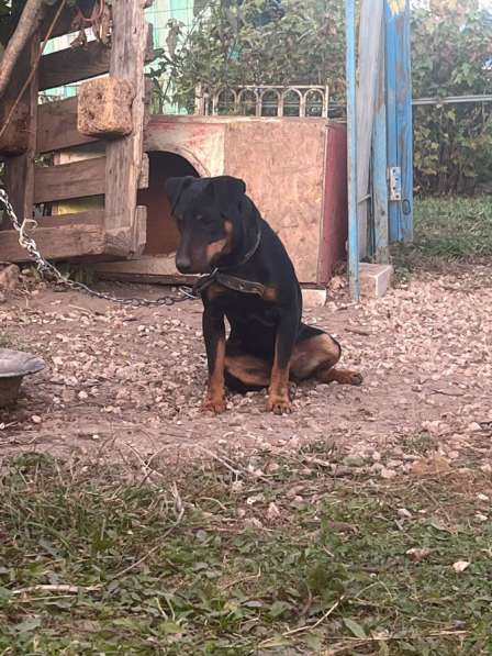 Отдам собаку