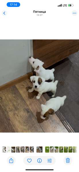 Щенки Джек Рассел терьер