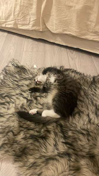 Отдам котика в добрые ручки в Набережных Челнах фото 5