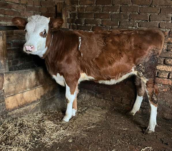 Продается тёлка,10месяцев