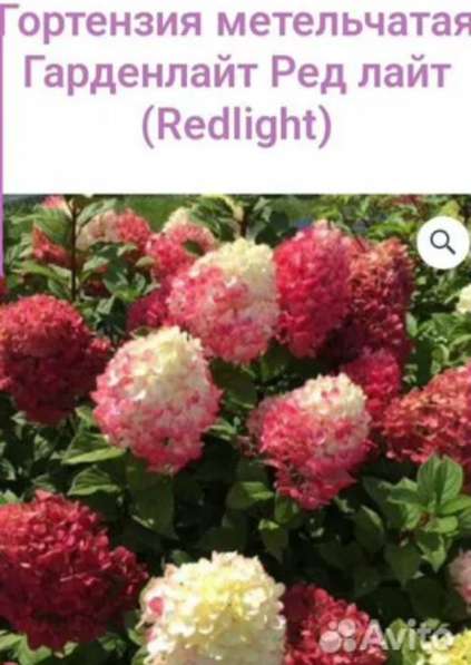 Гортензии метельчатые