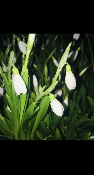 Подснежники