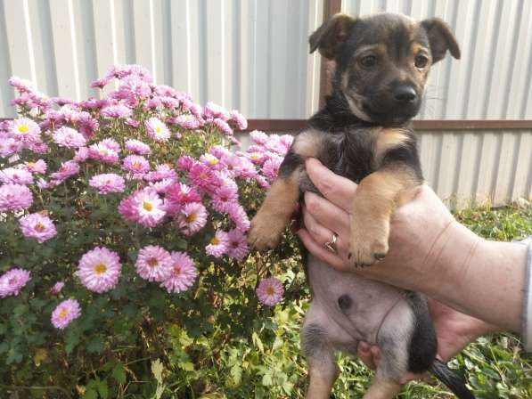 Две маленькие кнопки ищут дом в Санкт-Петербурге фото 9